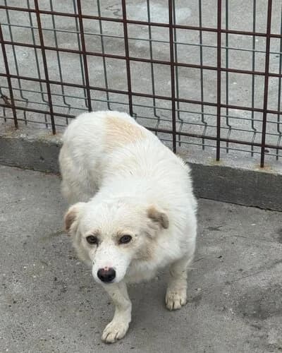 Câine 1716, female 5yo Mixed Breed for adoption at Adăpost Canin Craiova