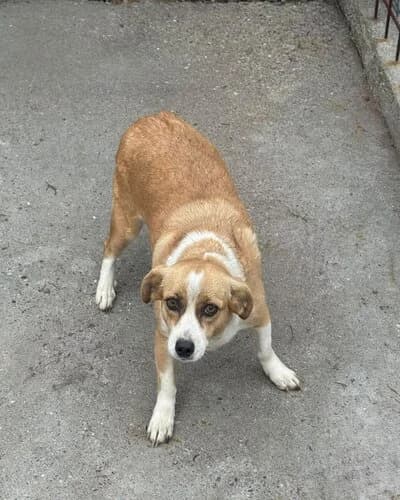 Câine 1717, female 3yo Mixed Breed for adoption at Adăpost Canin Craiova