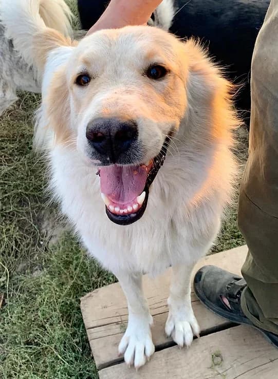 Aria,  4yo Mixed Breed for adoption at Asociatia HOPE, Bucharest
