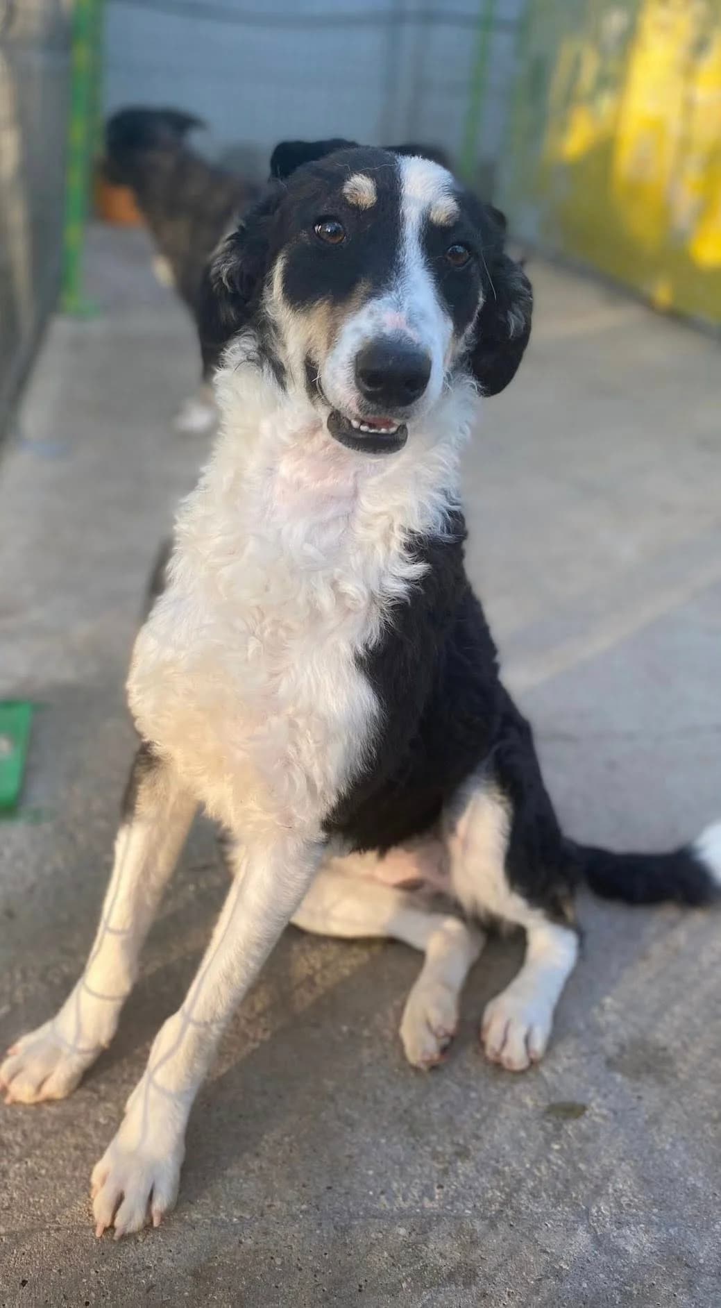 Ava, puppy Mixed Breed for adoption at Asociatia HOPE, Bucharest