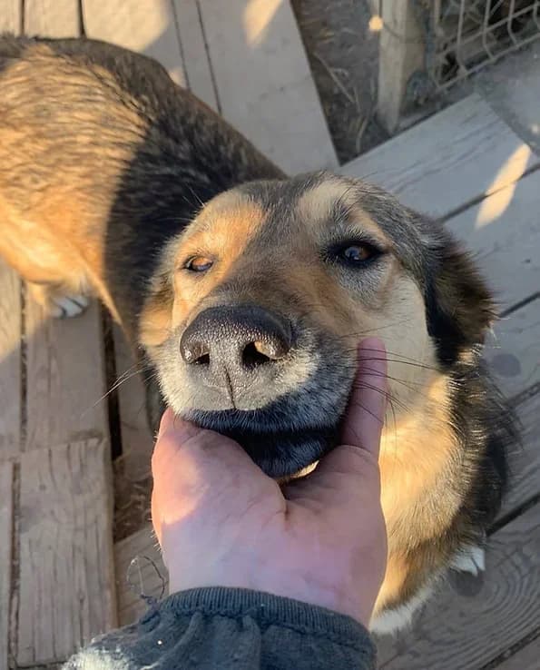 Irma, senior Mixed Breed for adoption at Asociatia HOPE, Bucharest