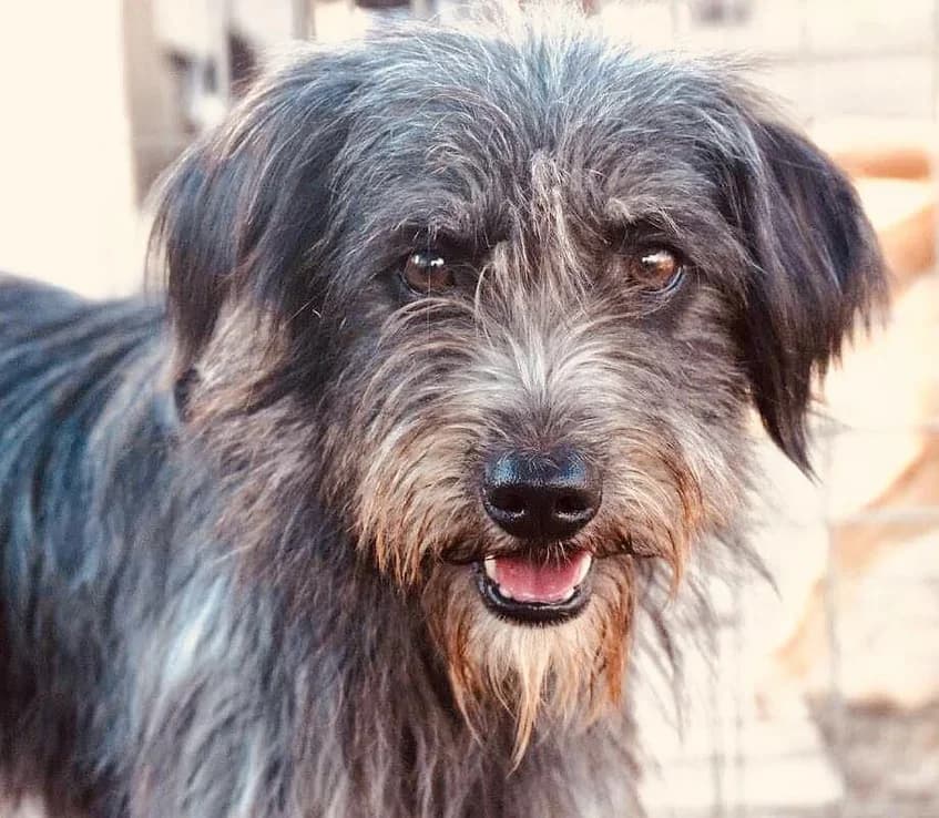 Julie, 6yo Mixed Breed for adoption at Asociatia HOPE, Bucharest