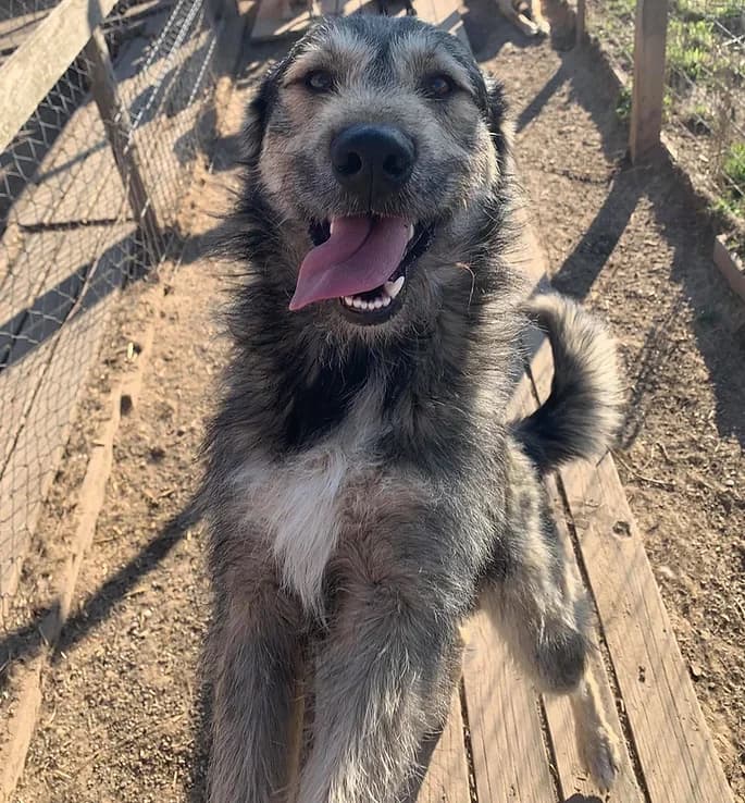 Labus, senior Mixed Breed for adoption at Asociatia HOPE, Bucharest