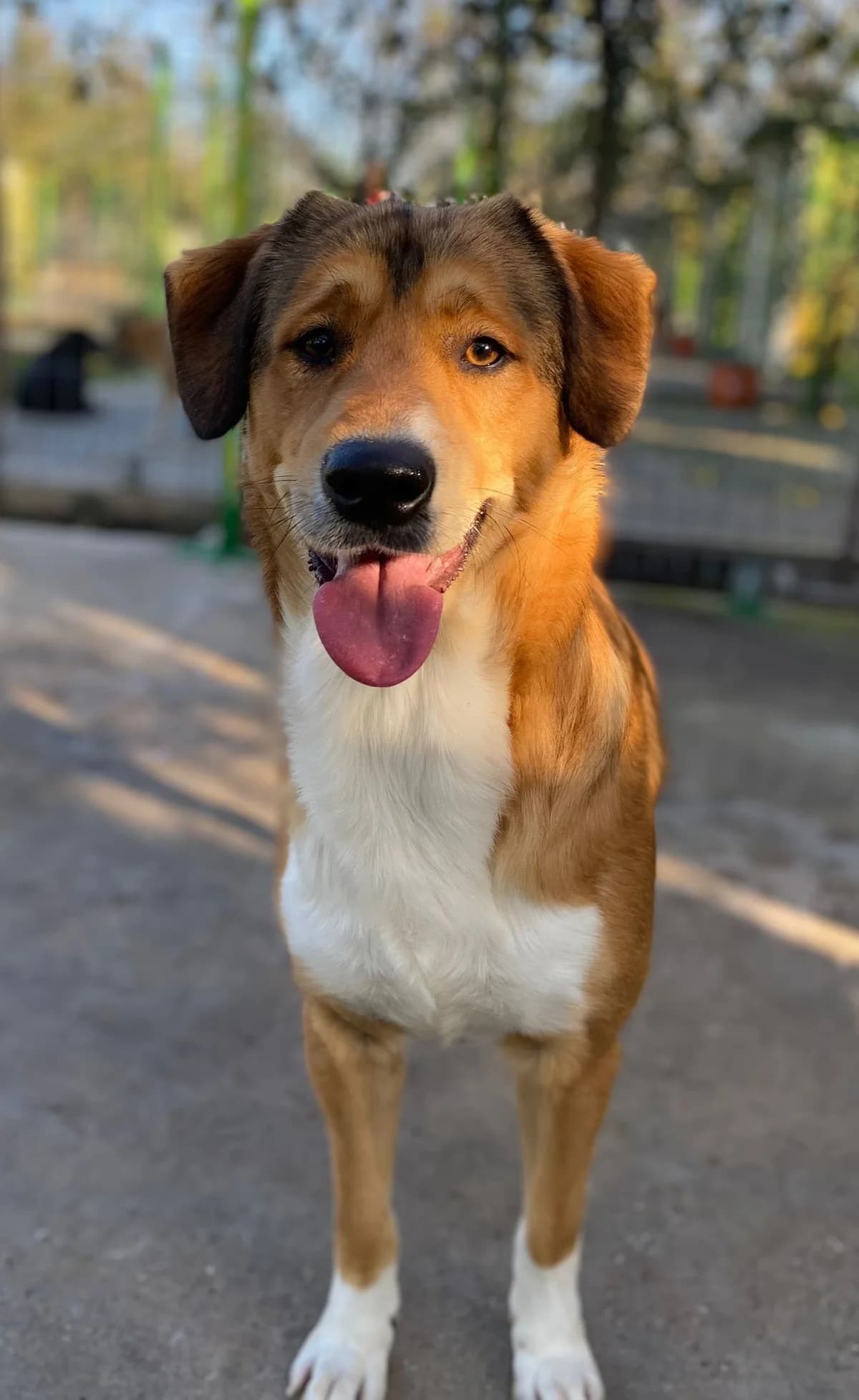 Luke, young Mixed Breed for adoption at Asociatia HOPE, Bucharest