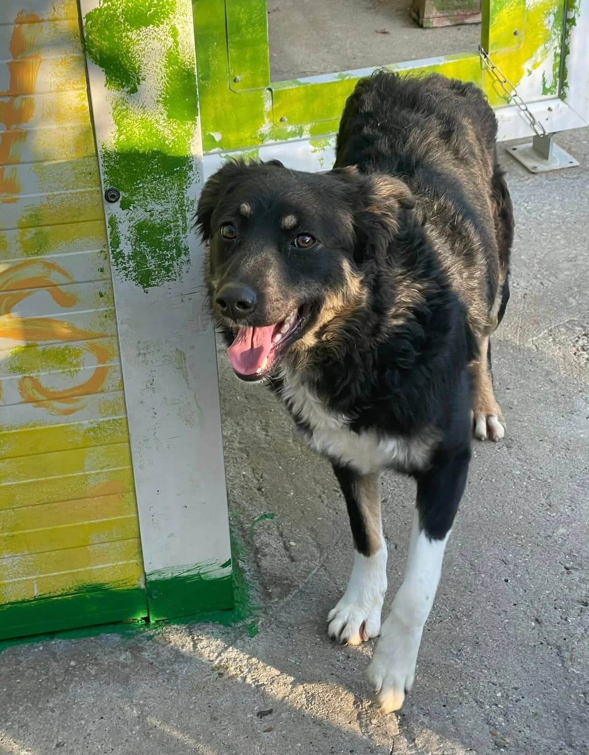Nala, puppy Mixed Breed for adoption at Asociatia HOPE, Bucharest