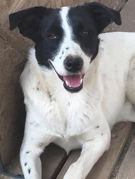 Panda, senior Mixed Breed for adoption at Asociatia HOPE, Bucharest