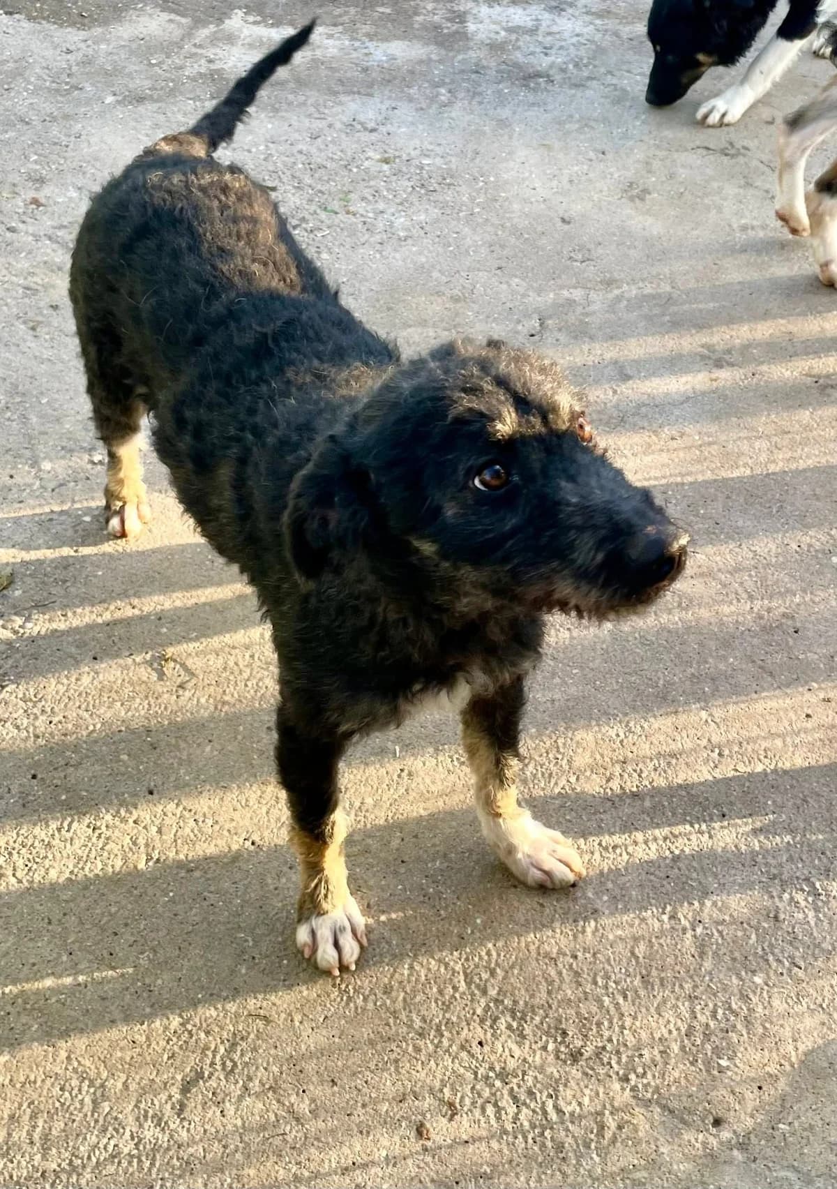 Zelda, puppy Mixed Breed for adoption at Asociatia HOPE, Bucharest