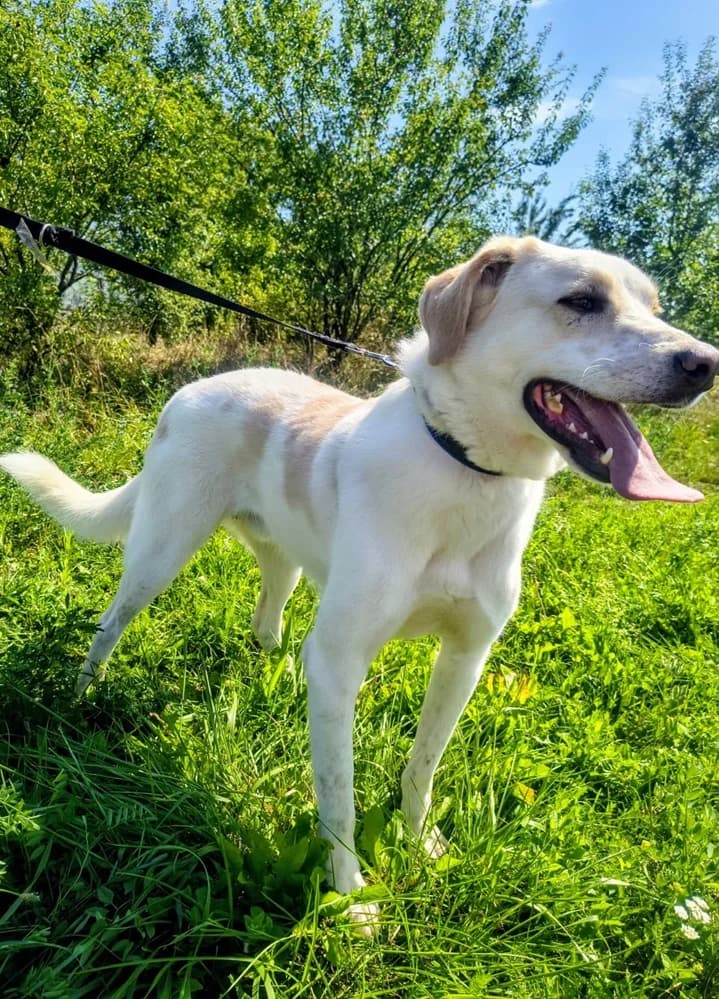 Adoptie caine Brasov, female 3yo Mixed Breed for adoption at Adoptii Caini Brasov