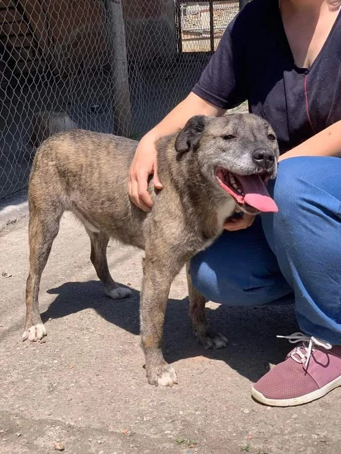 Tigrut. Adopta un catel din adapost, male 7yo Mixed Breed for adoption at Adoptii Caini Brasov