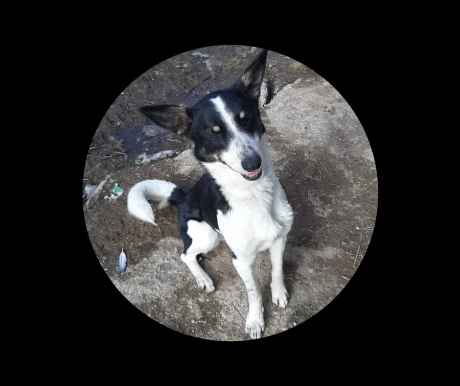 Cățel din adăpost pentru adopție. BINGO,  4yo Mixed Breed for adoption at Adoptii Caini Brasov