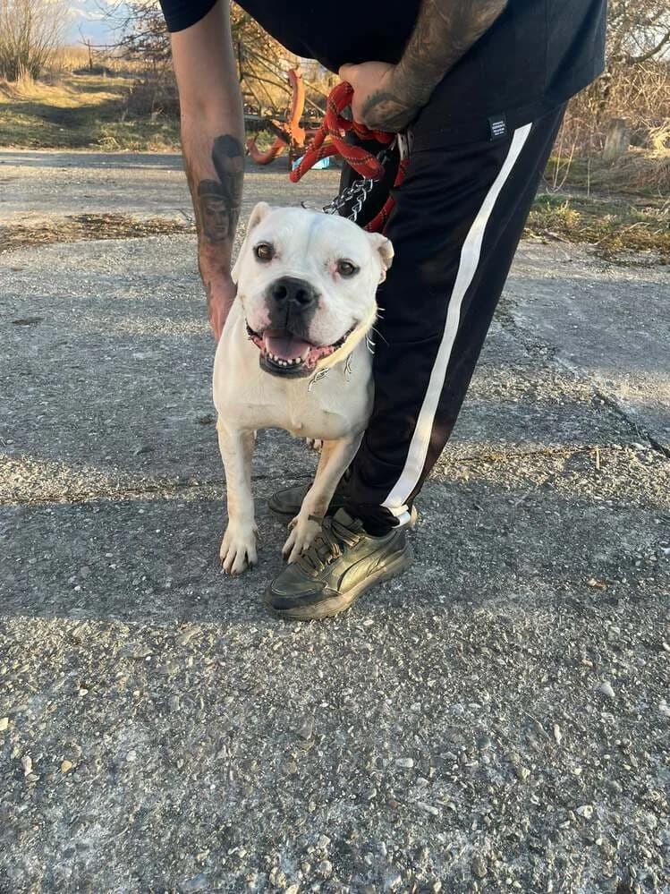 BullDog metis pentru adopție, male 4yo Mixed Breed for adoption at Adoptii Caini Brasov