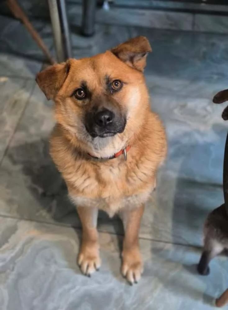Toffee | Cățel pentru adopție, male 5yo Mixed Breed for adoption at Adoptii Caini Brasov