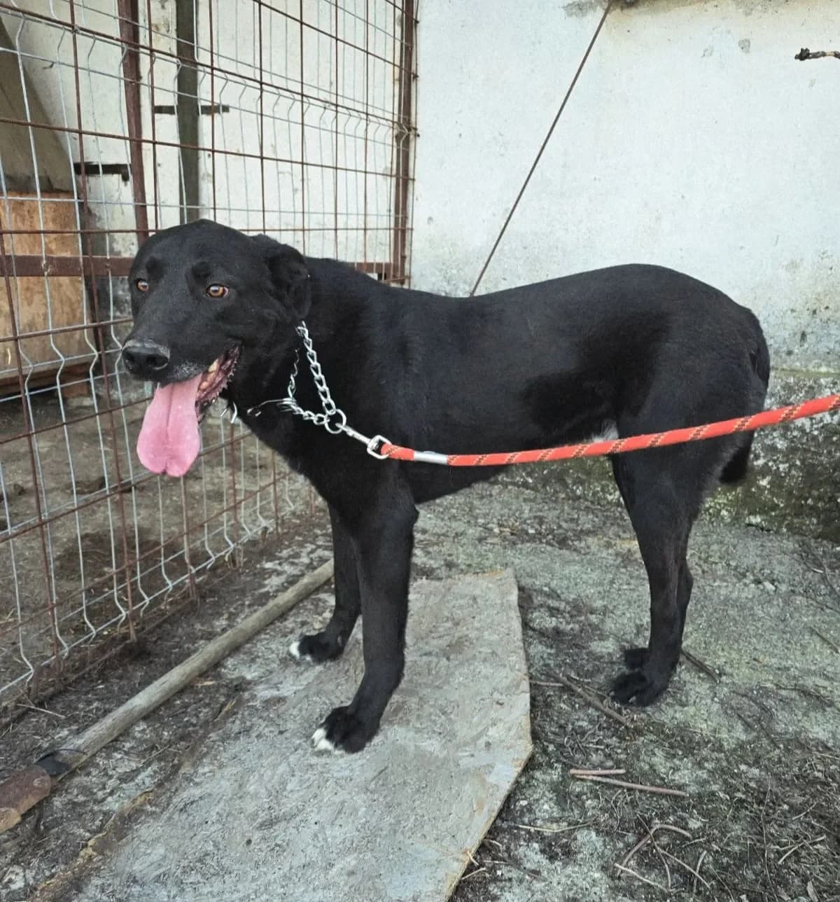 Breaking news din lumea modei: Anul acesta se poartă negru, male 3yo Mixed Breed for adoption at Adoptii Caini Brasov