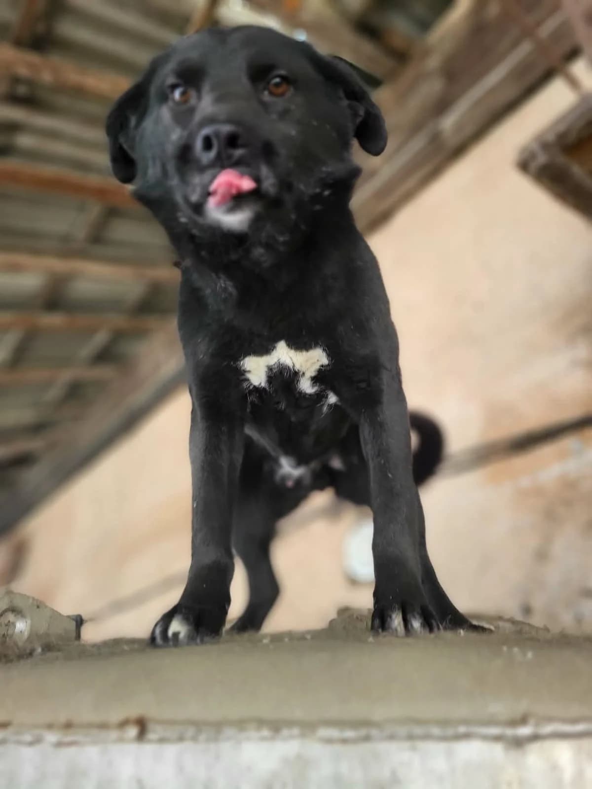 Elliott este genul de câine care dacă ar putea, s, male 7yo Mixed Breed for adoption at Adoptii Caini Brasov