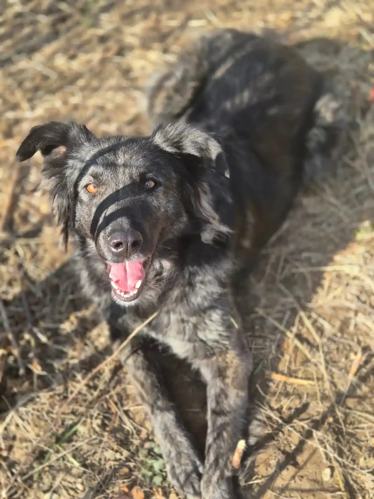 Ea este Africa și ne, female 3yo Mixed Breed for adoption at Adoptii Caini Brasov