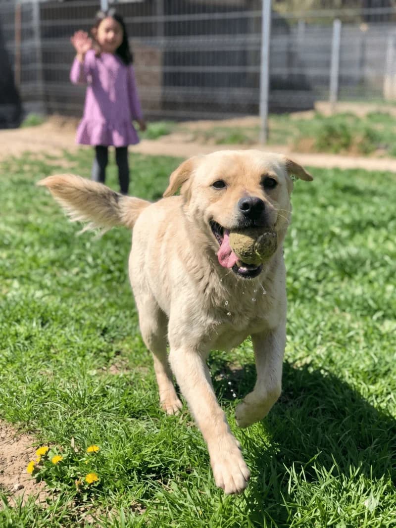 Louie, Mixed Breed (Adoptii Caini Brasov)