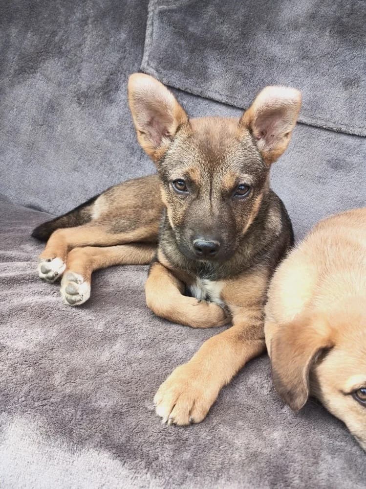 Cățel spre adopție, female Mixed Breed for adoption at Adoptii Caini Brasov