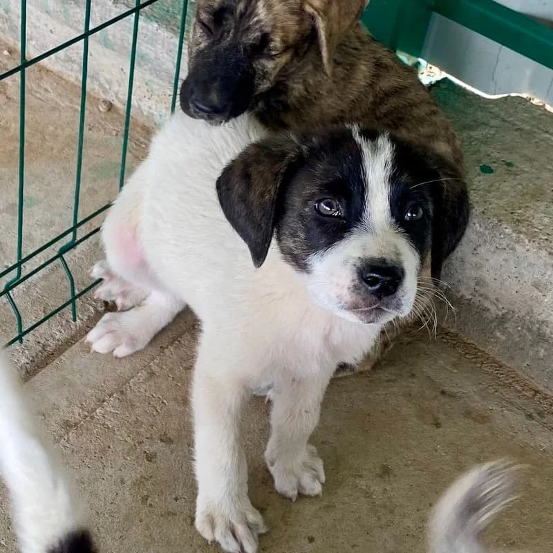 Bear Girl, female 4yo Mixed Breed for adoption at All Souls Rescue Center, Vedea
