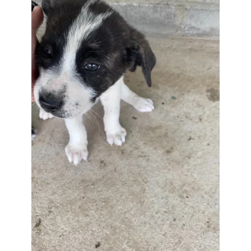 Bear Girl, female Mixed Breed for adoption at All Souls Rescue Center — photo 2 of 4