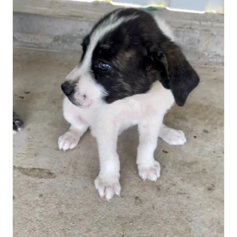 Bear Girl, female Mixed Breed for adoption at All Souls Rescue Center — photo 3 of 4