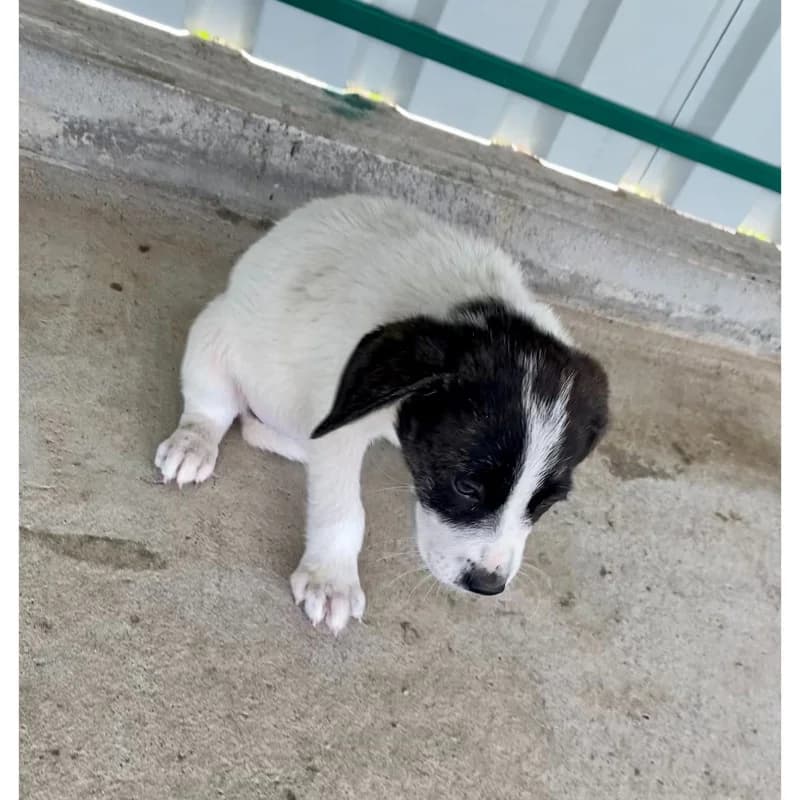 Bear Girl, female Mixed Breed for adoption at All Souls Rescue Center — photo 4 of 4