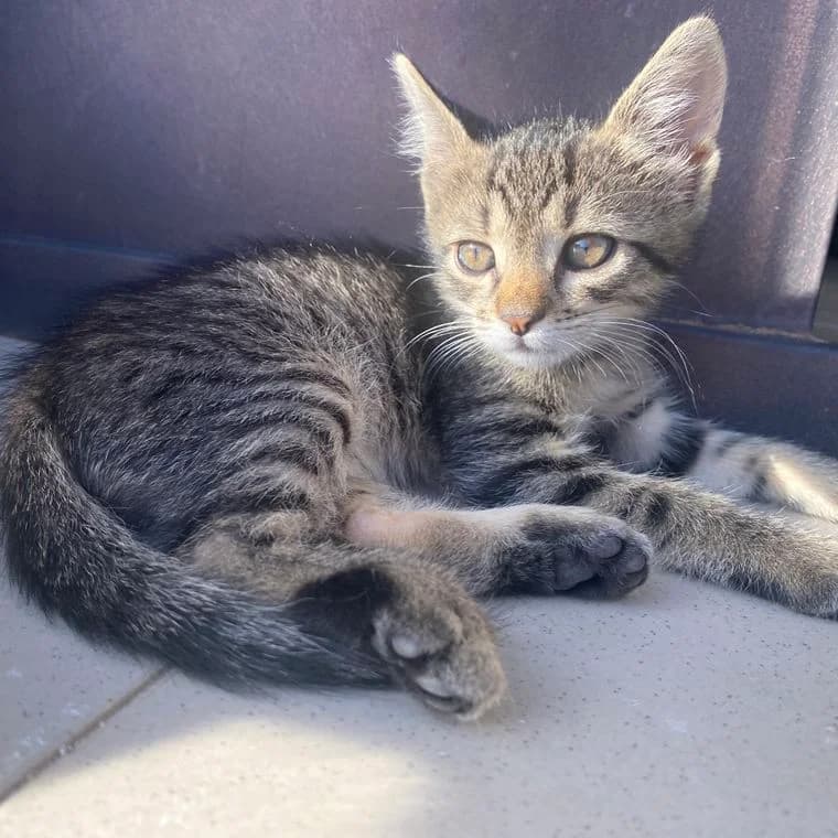Brown Boy, male Mixed Breed for adoption at All Souls Rescue Center