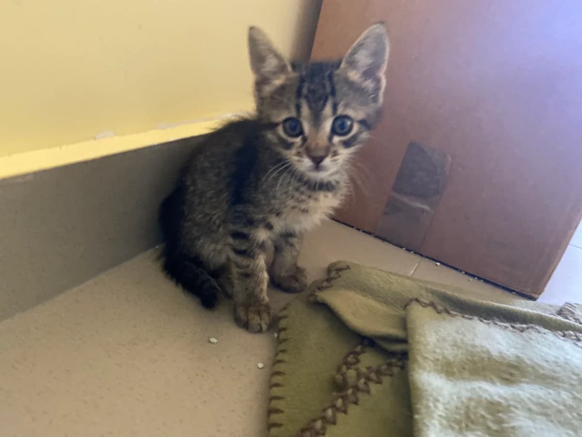 Brown Boy, male Mixed Breed for adoption at All Souls Rescue Center — photo 2 of 3