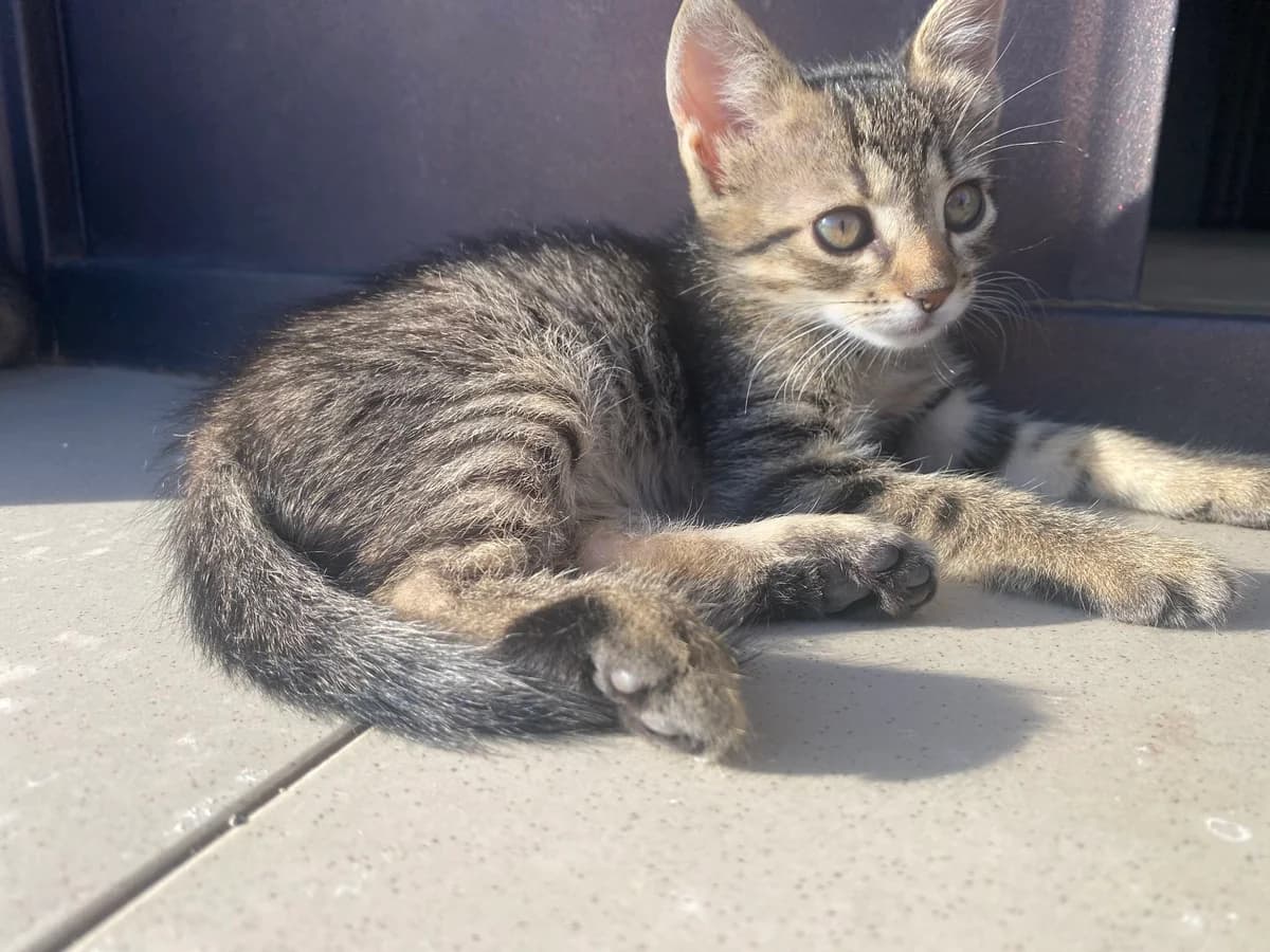 Brown Boy, male Mixed Breed for adoption at All Souls Rescue Center — photo 3 of 3