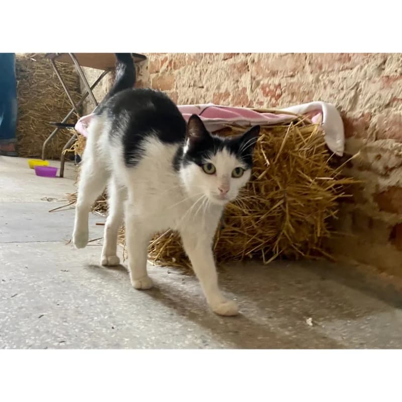 Chloe,  Mixed Breed for adoption at All Souls Rescue Center