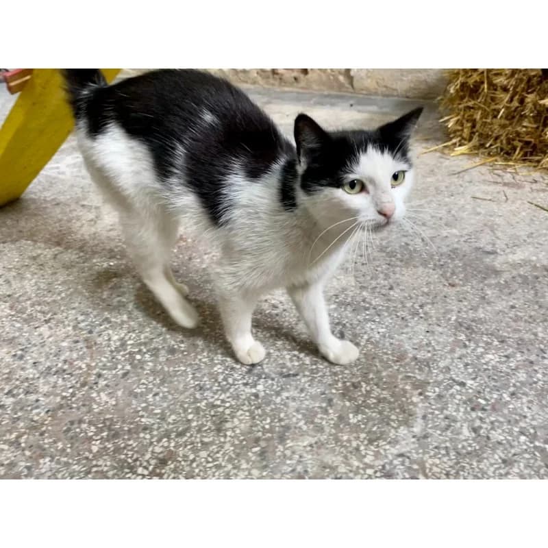 Chloe,  Mixed Breed for adoption at All Souls Rescue Center — photo 2 of 3