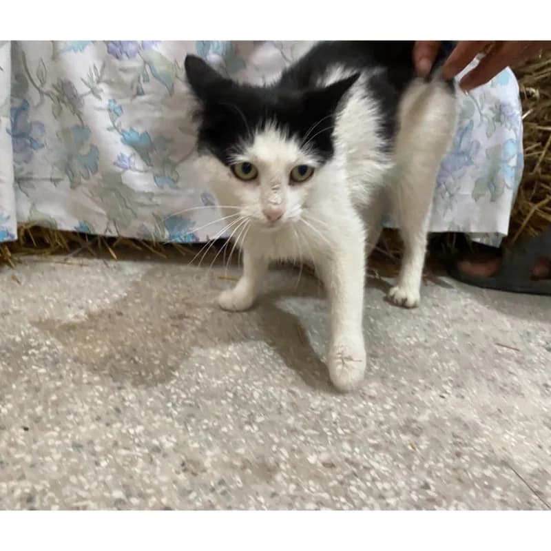 Chloe,  Mixed Breed for adoption at All Souls Rescue Center — photo 3 of 3