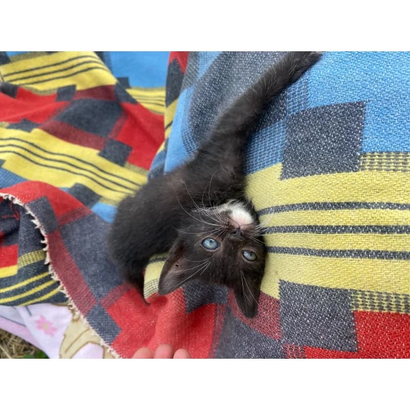 Luckily,  Mixed Breed for adoption at All Souls Rescue Center