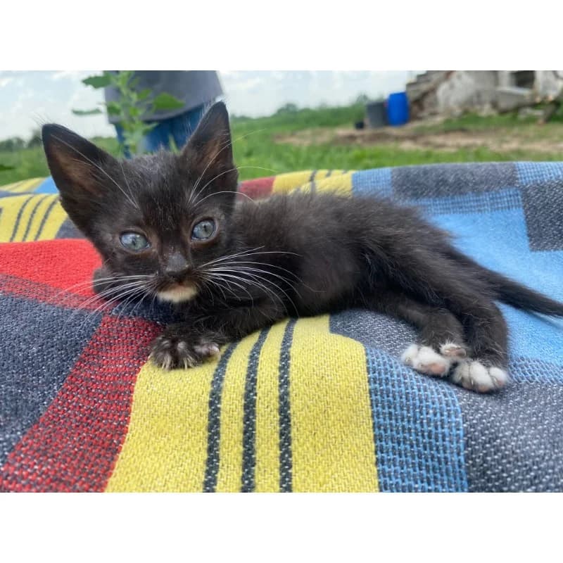 Luckily,  Mixed Breed for adoption at All Souls Rescue Center — photo 2 of 3