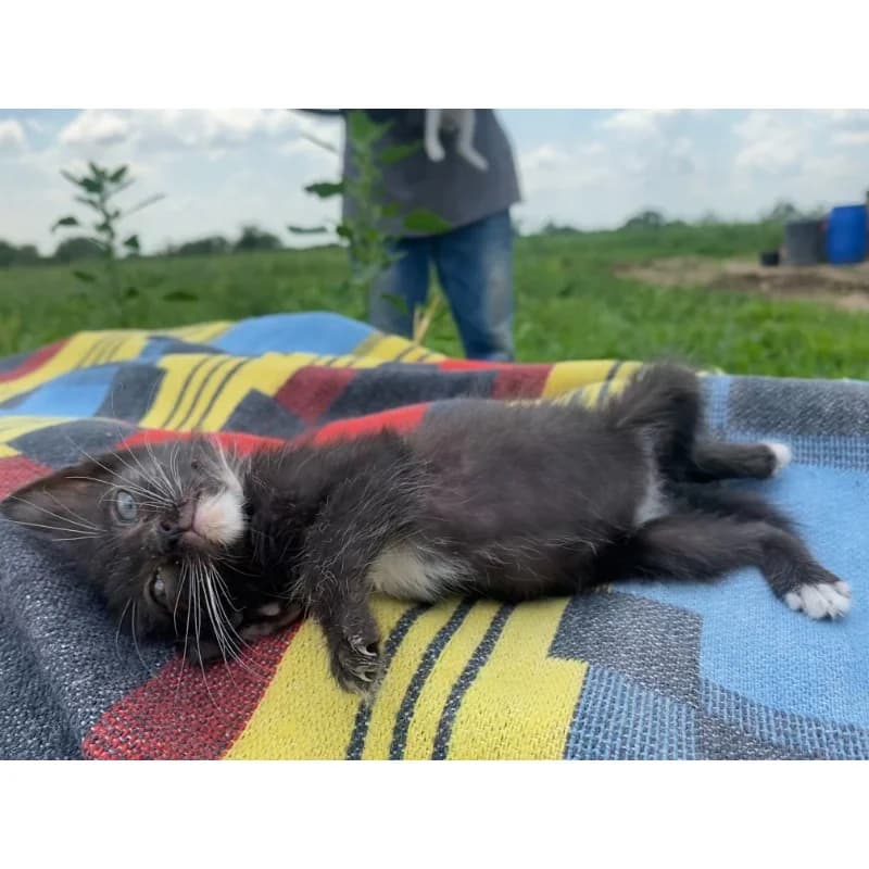 Luckily,  Mixed Breed for adoption at All Souls Rescue Center — photo 3 of 3