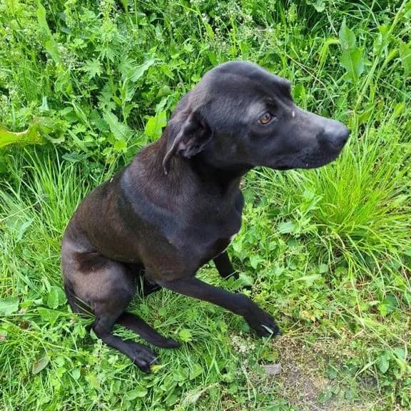 Shy Lady, female Mixed Breed for adoption at All Souls Rescue Center