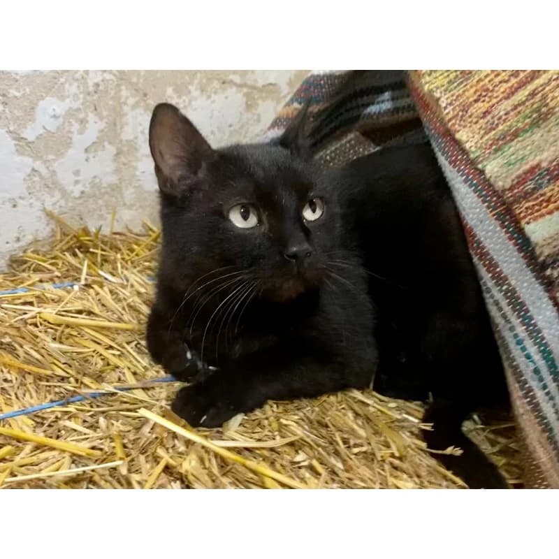 Shyba,  Mixed Breed for adoption at All Souls Rescue Center