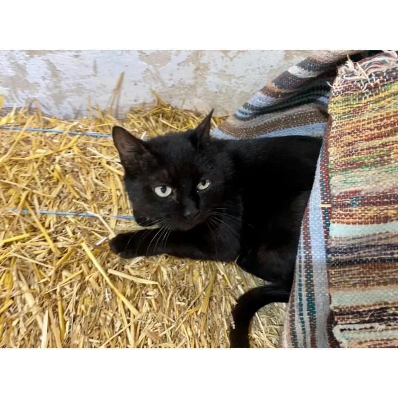 Shyba,  Mixed Breed for adoption at All Souls Rescue Center — photo 2 of 4