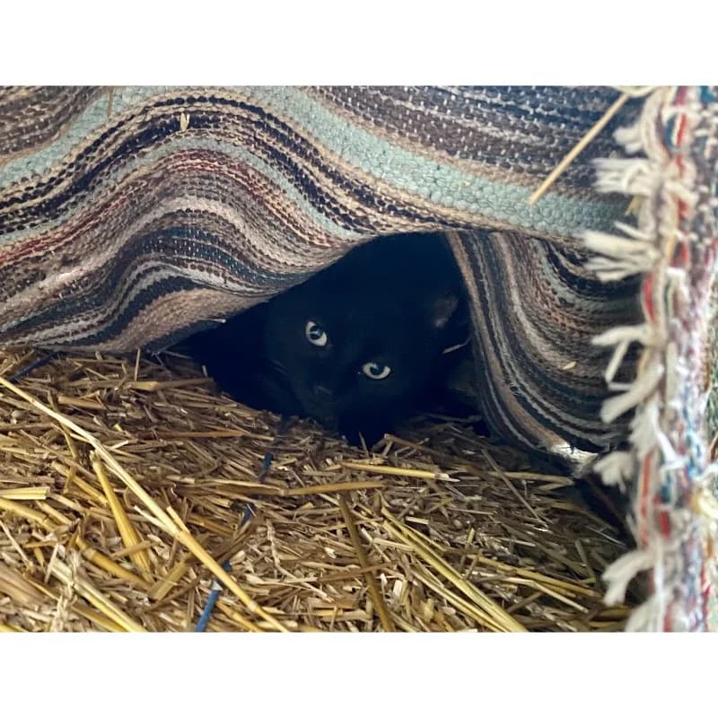 Shyba,  Mixed Breed for adoption at All Souls Rescue Center — photo 3 of 4