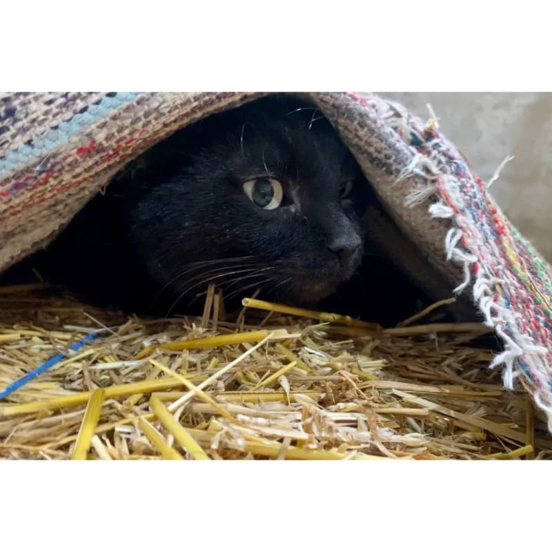 Shyba,  Mixed Breed for adoption at All Souls Rescue Center — photo 4 of 4