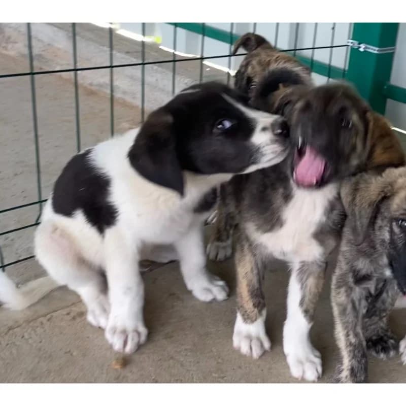 Smart boy, male Mixed Breed for adoption at All Souls Rescue Center