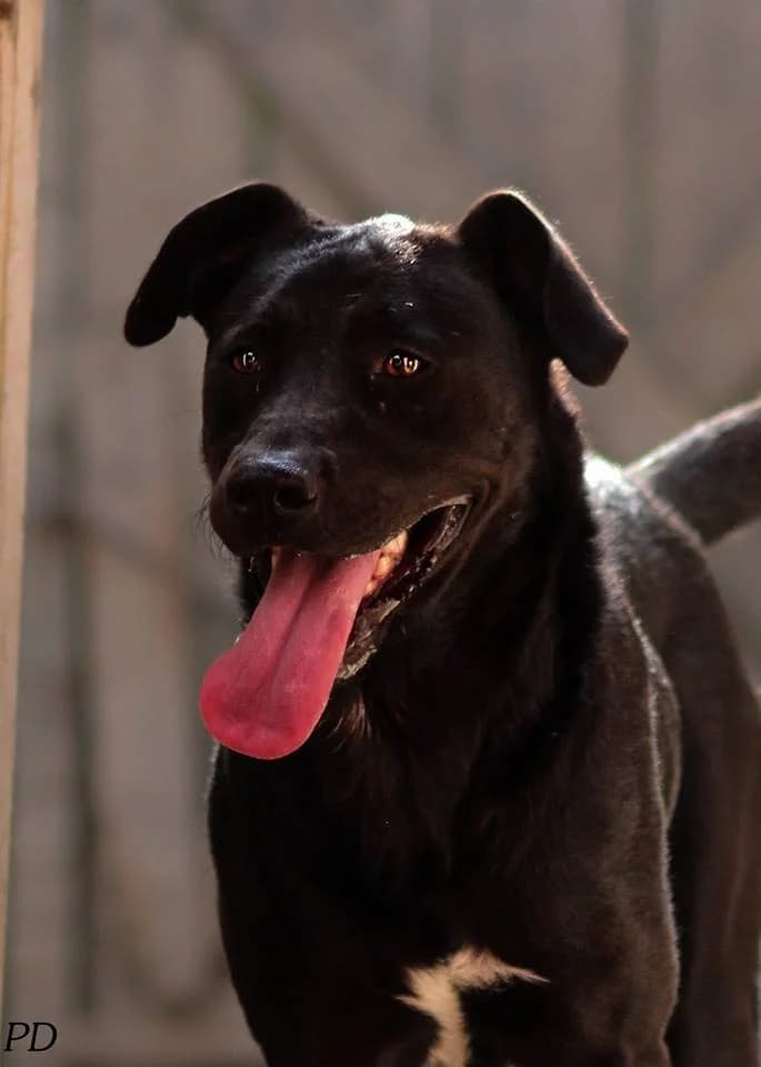 Zoe, female senior Mixed Breed for adoption at Angels 4 Animals
