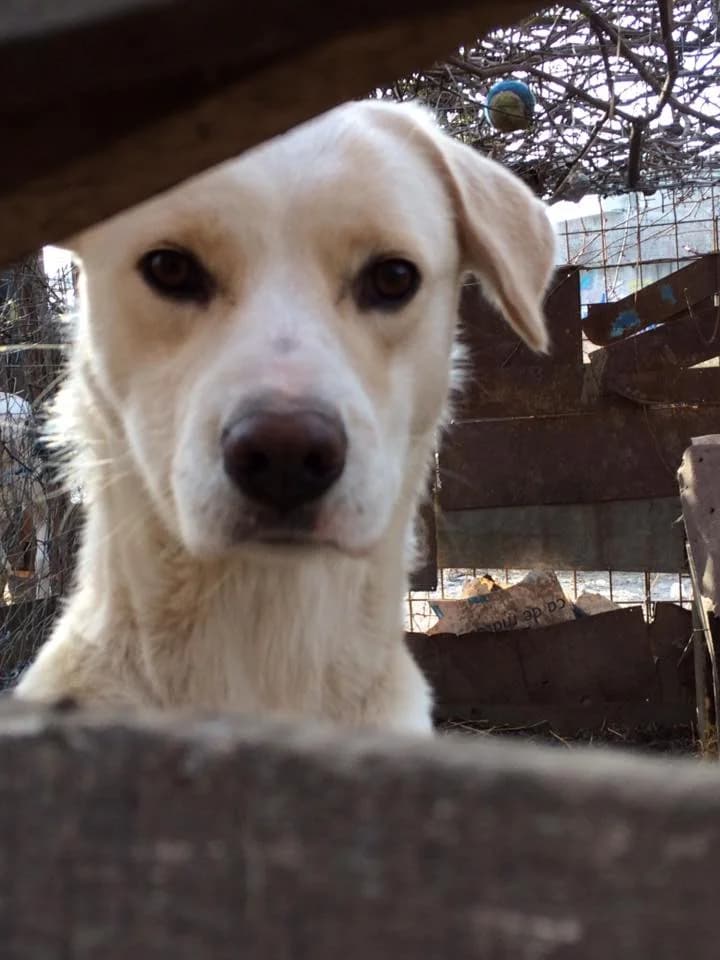 Alba,  Mixed Breed for adoption at Animal Rescue Crew, Bucharest