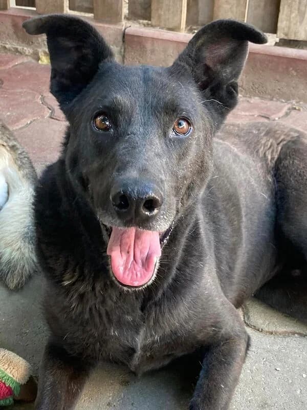 Blacky,  Mixed Breed for adoption at Animal Rescue Crew, Bucharest