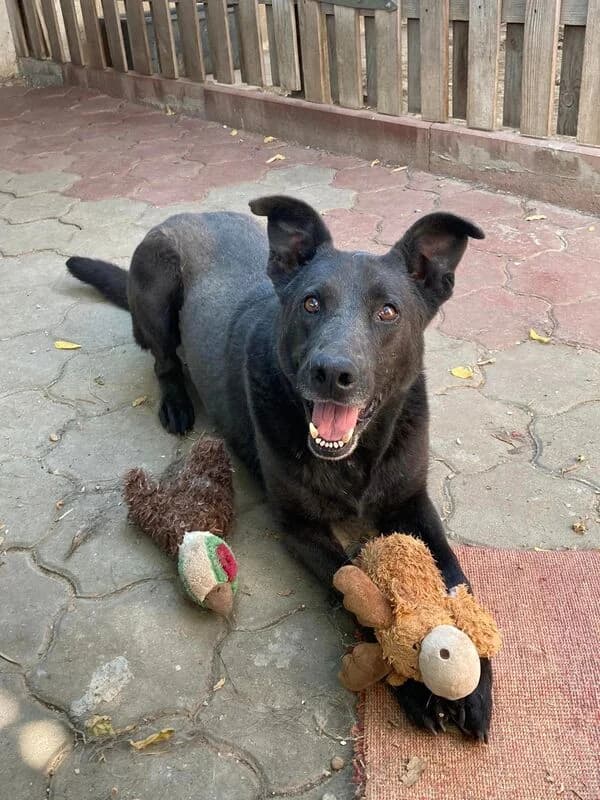 Blacky,  Mixed Breed for adoption at Animal Rescue Crew, Bucharest — photo 2 of 7