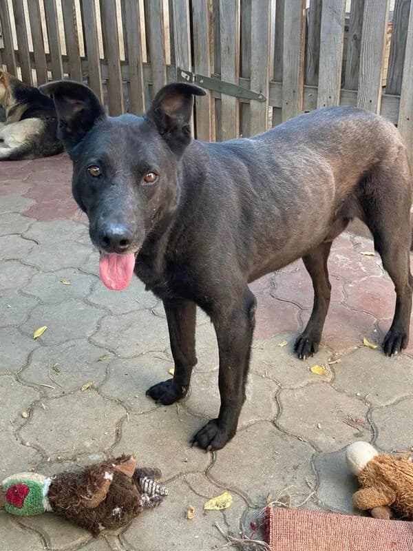 Blacky,  Mixed Breed for adoption at Animal Rescue Crew, Bucharest — photo 3 of 7