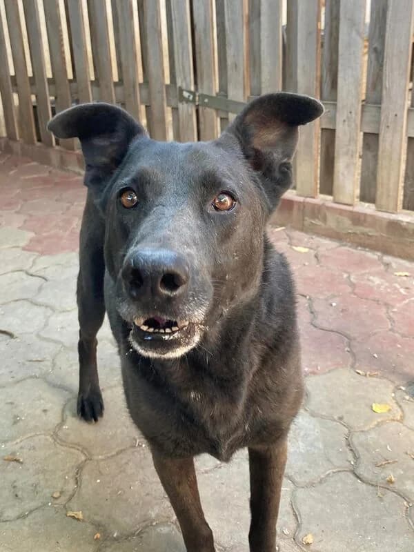 Blacky,  Mixed Breed for adoption at Animal Rescue Crew, Bucharest — photo 4 of 7