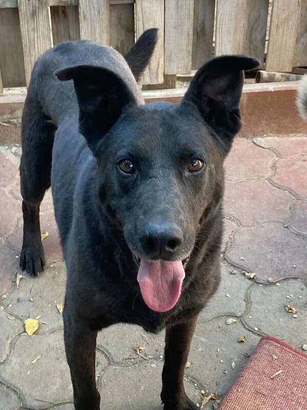 Blacky,  Mixed Breed for adoption at Animal Rescue Crew, Bucharest — photo 5 of 7
