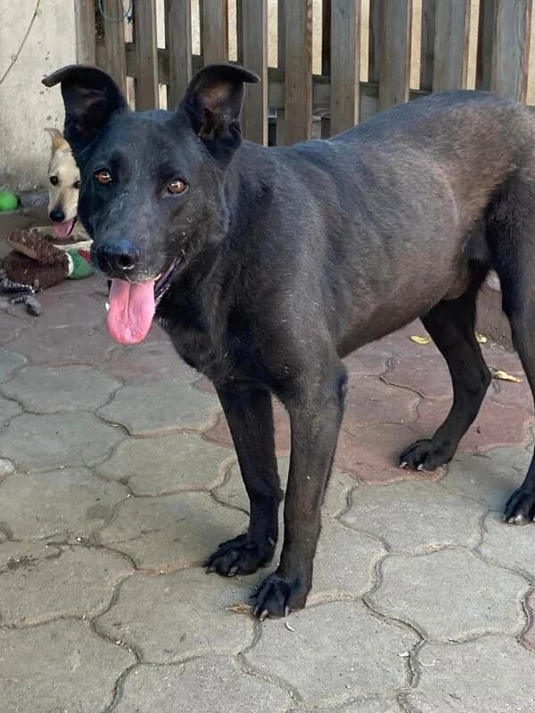 Blacky,  Mixed Breed for adoption at Animal Rescue Crew, Bucharest — photo 6 of 7