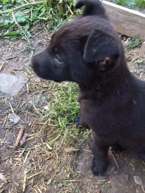 Blacky,  Mixed Breed for adoption at Animal Rescue Crew, Bucharest — photo 7 of 7