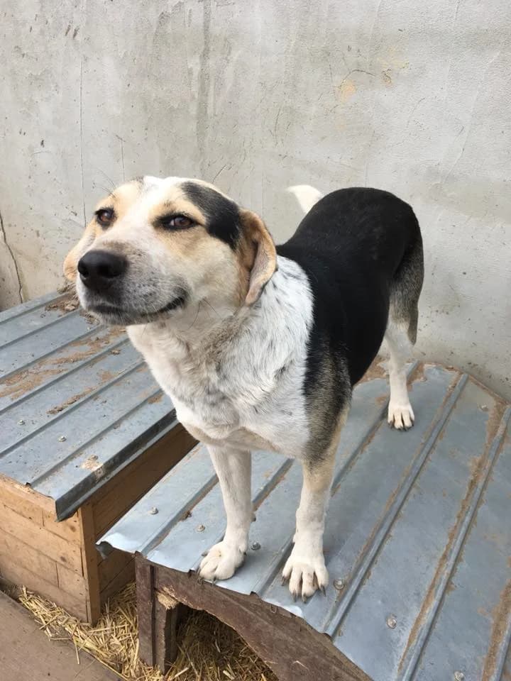 Jack,  Mixed Breed for adoption at Animal Rescue Crew, Bucharest